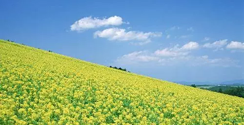 2月28號起天降好運,一運桃花開,二運橫財發,三運升職的5大生肖!
