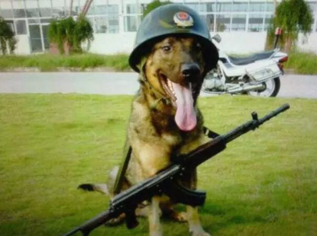 英國軍犬退役後會被施行安樂死,而中國軍犬退役後有3個好去處