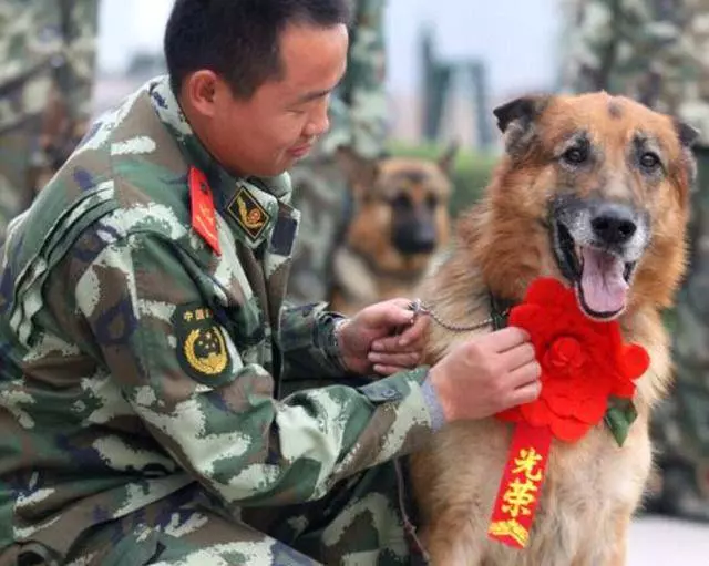 英國軍犬退役後會被施行安樂死,而中國軍犬退役後有3個好去處