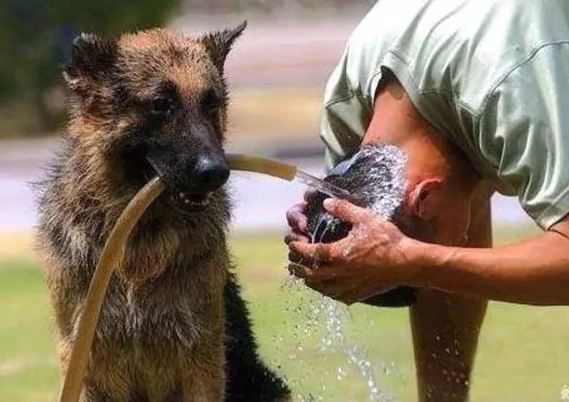 英國軍犬退役後會被施行安樂死,而中國軍犬退役後有3個好去處