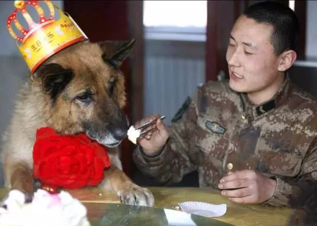 英國軍犬退役後會被施行安樂死,而中國軍犬退役後有3個好去處