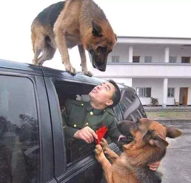 英國軍犬退役後會被施行安樂死,而中國軍犬退役後有3個好去處