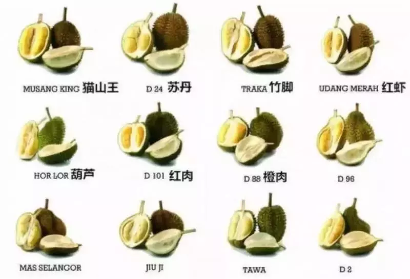 你知道嗎?榴槤吃多了也要命!