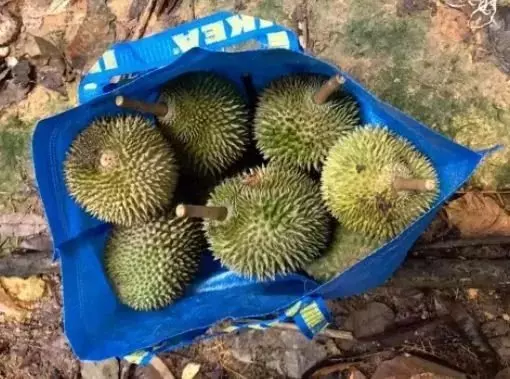 你知道嗎?榴槤吃多了也要命!