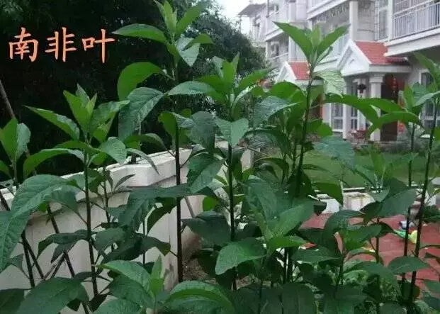 南非葉有清熱解毒的功效,功能散熱和涼血,適用於降血壓、糖尿病、風熱性或血熱性皮膚病,及皮膚搔癢 -