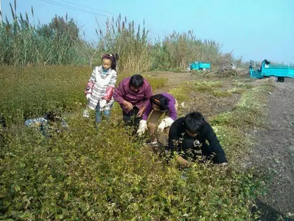 妹妹遠嫁3年不歸,父親讓我給她送玉米,看到開門的人我愣了