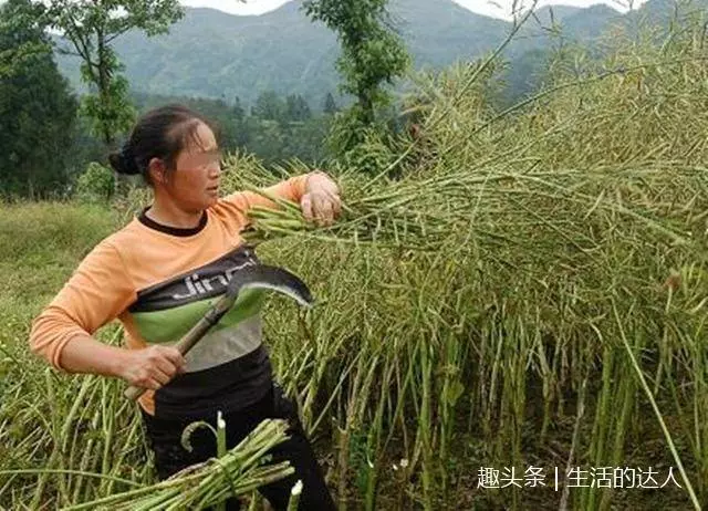 妹妹遠嫁3年不歸,父親讓我給她送玉米,看到開門的人我愣了