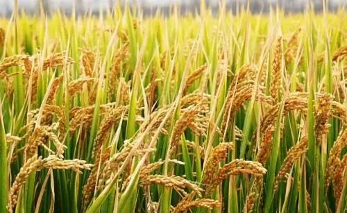 公公經常離家出走,有人見他在省城乞討,婆婆一句氣話公公離世
