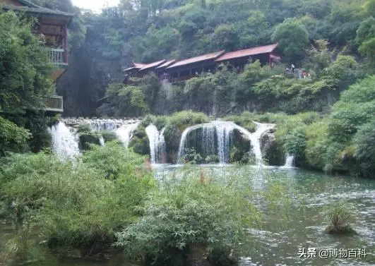世界最「假」的樹,像水龍頭一樣不停出水,幾十年從未停止過