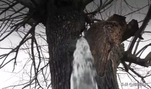 世界最「假」的樹,像水龍頭一樣不停出水,幾十年從未停止過