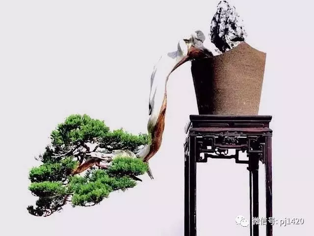初玩盆景,這17條一定要知道