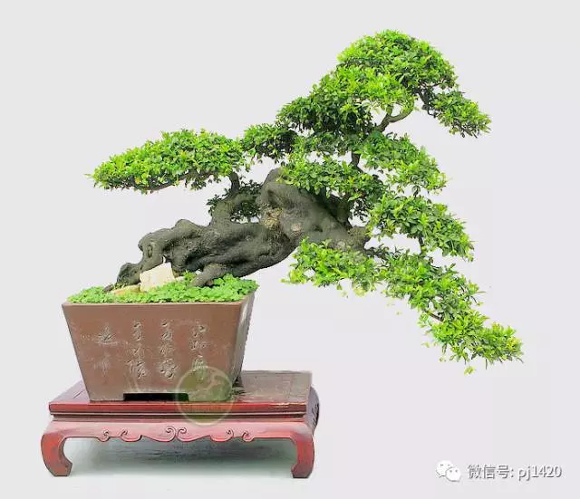 初玩盆景,這17條一定要知道