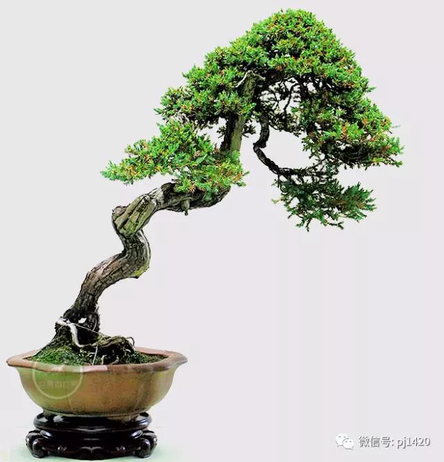 初玩盆景,這17條一定要知道