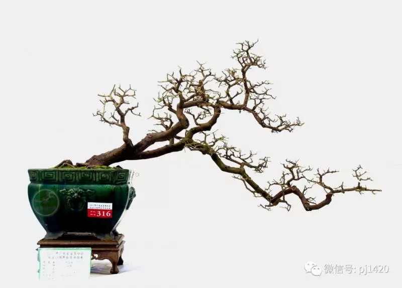 初玩盆景,這17條一定要知道