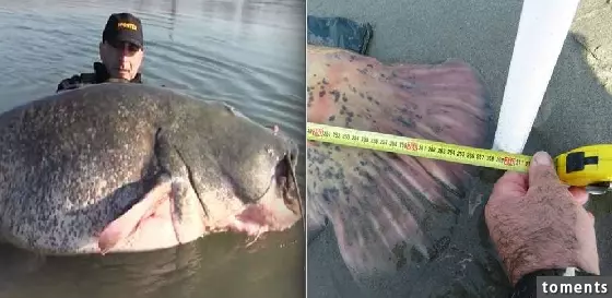 男子捕到一條兩百公斤超巨大的"百歲鯰魚",正當他要開心跟朋友享用時,沒想到頗開魚肚後,竟讓他們嚇得當場大叫!!!!
