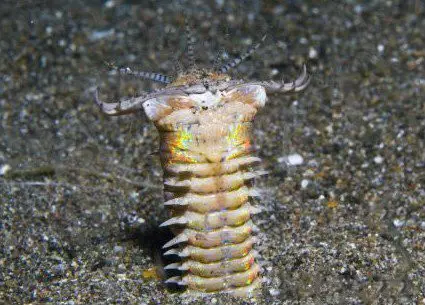 (內有視頻)男子在海底放一個奇怪的小鐵盒…結果抓到超恐怖生物讓人看了背脊發涼~!