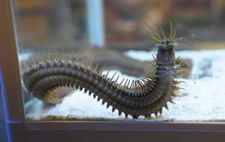 (內有視頻)男子在海底放一個奇怪的小鐵盒…結果抓到超恐怖生物讓人看了背脊發涼~!