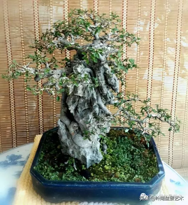頂上功夫——嶺南盆景結頂