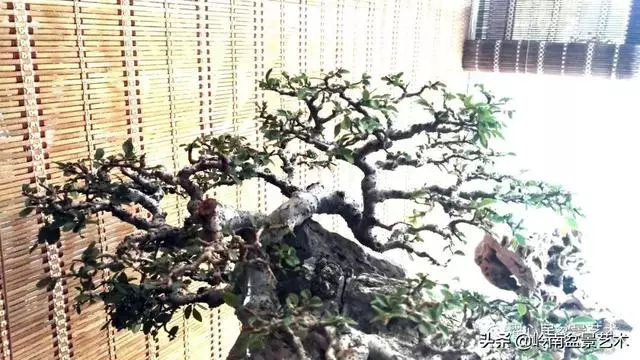 頂上功夫——嶺南盆景結頂