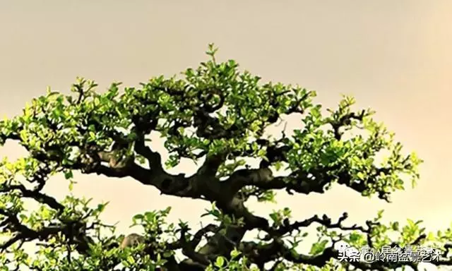 頂上功夫——嶺南盆景結頂