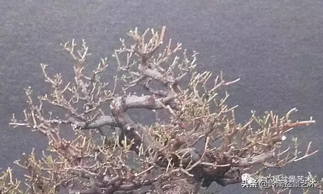 頂上功夫——嶺南盆景結頂
