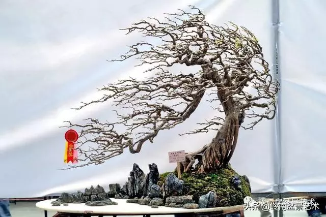 頂上功夫——嶺南盆景結頂