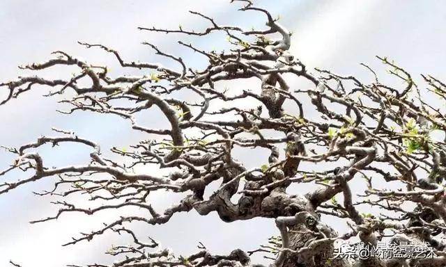 頂上功夫——嶺南盆景結頂