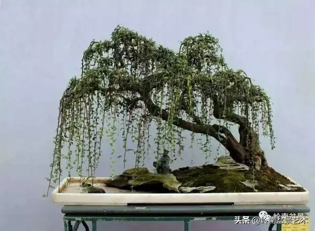 頂上功夫——嶺南盆景結頂