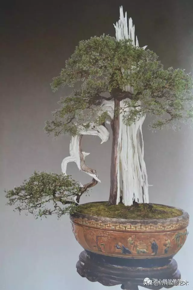 頂上功夫——嶺南盆景結頂