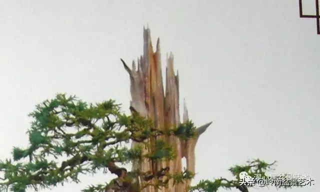 頂上功夫——嶺南盆景結頂