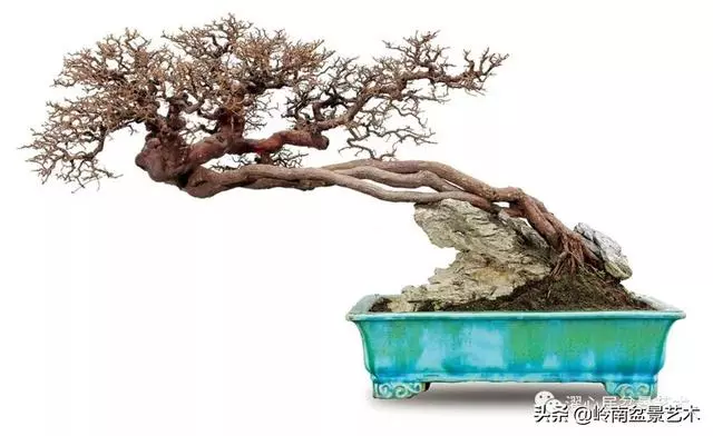 頂上功夫——嶺南盆景結頂