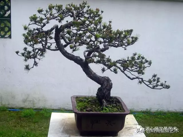 頂上功夫——嶺南盆景結頂
