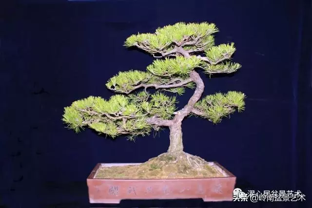 頂上功夫——嶺南盆景結頂