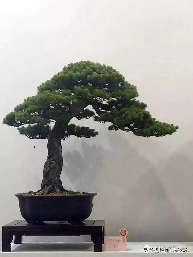 頂上功夫——嶺南盆景結頂