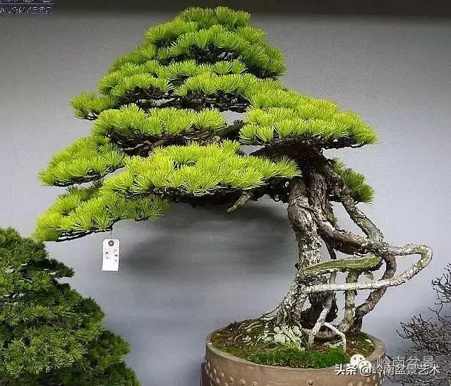 頂上功夫丨最常見的八種盆景結頂方式