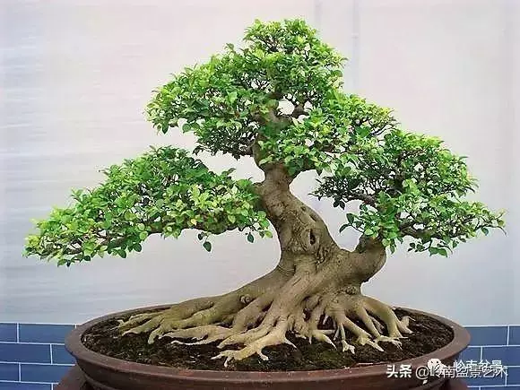 頂上功夫丨最常見的八種盆景結頂方式