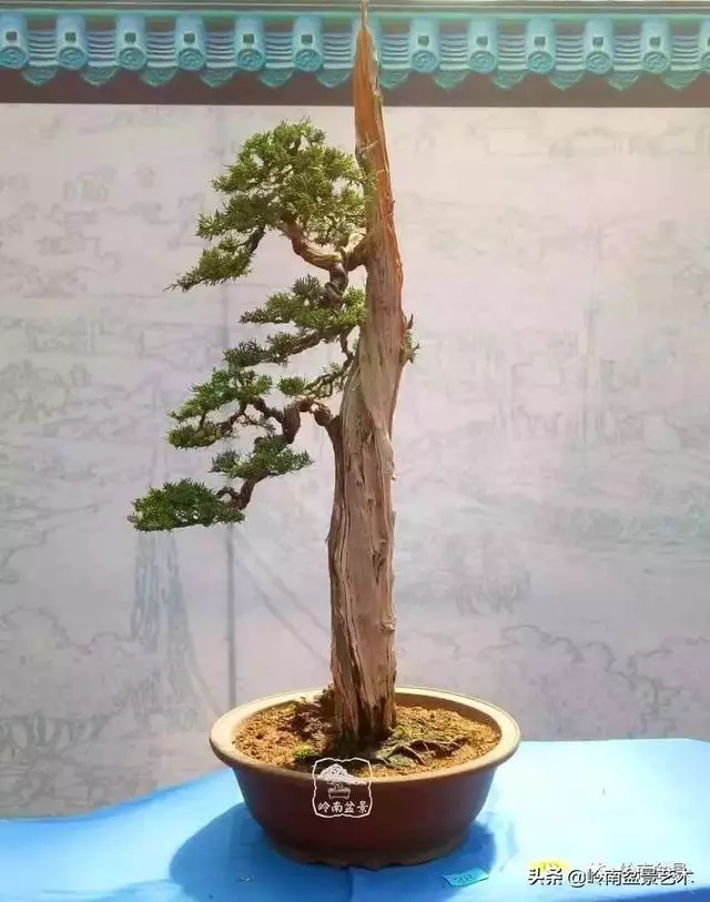 頂上功夫丨最常見的八種盆景結頂方式