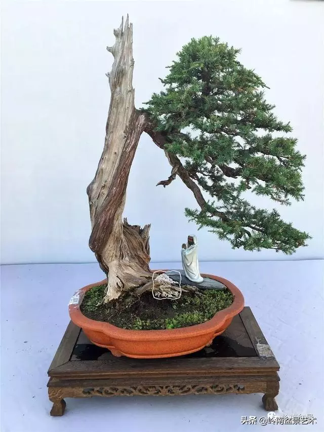頂上功夫丨最常見的八種盆景結頂方式