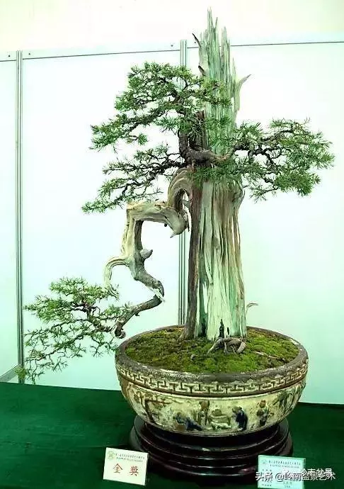 頂上功夫丨最常見的八種盆景結頂方式