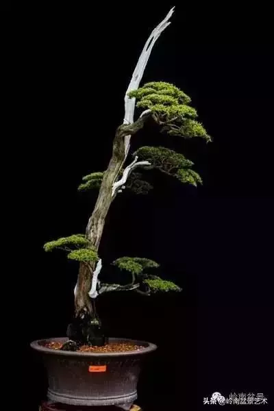 頂上功夫丨最常見的八種盆景結頂方式