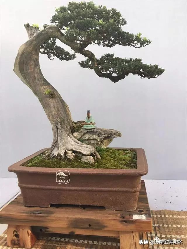 頂上功夫丨最常見的八種盆景結頂方式