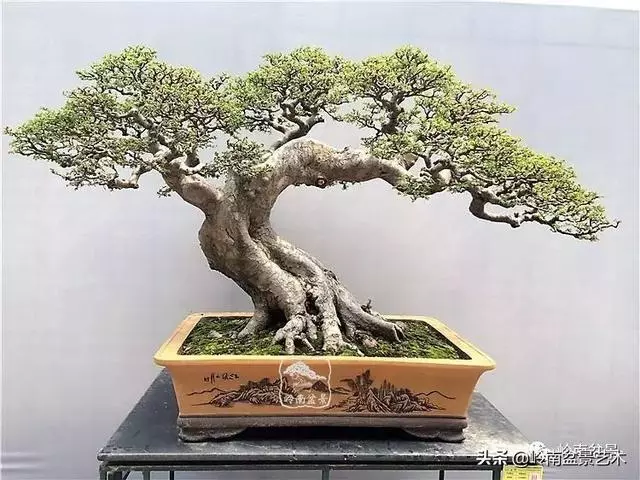 頂上功夫丨最常見的八種盆景結頂方式