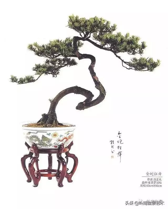 頂上功夫丨最常見的八種盆景結頂方式