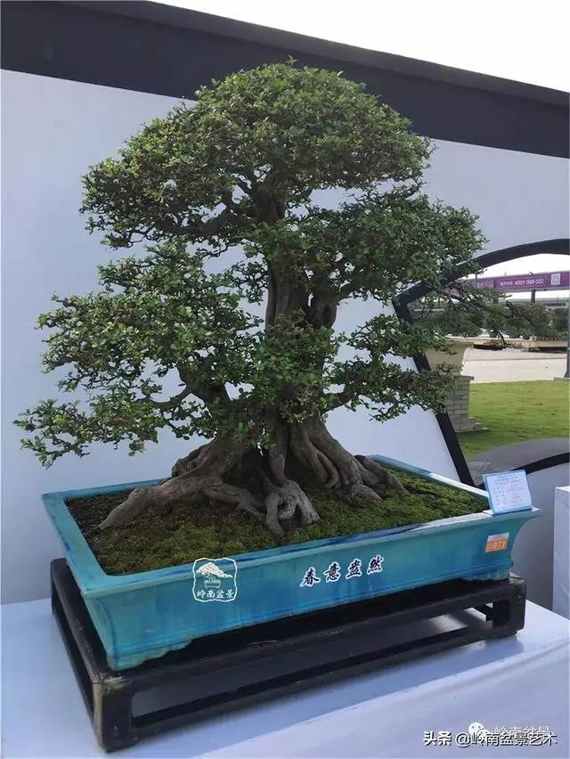 頂上功夫丨最常見的八種盆景結頂方式