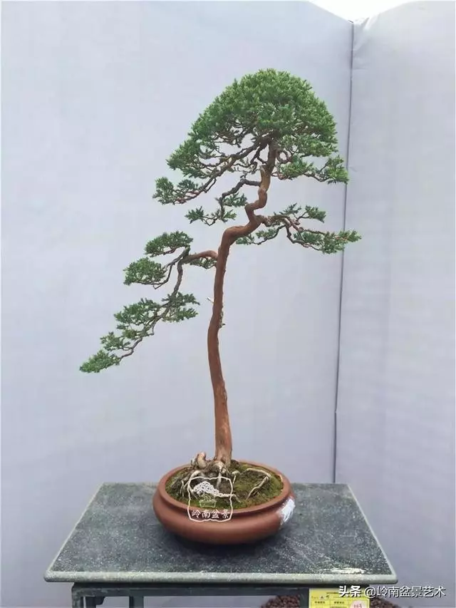 頂上功夫丨最常見的八種盆景結頂方式