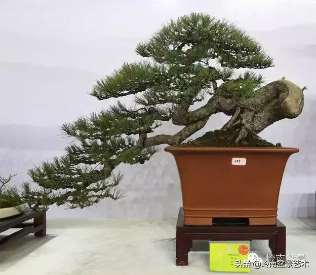 頂上功夫丨最常見的八種盆景結頂方式