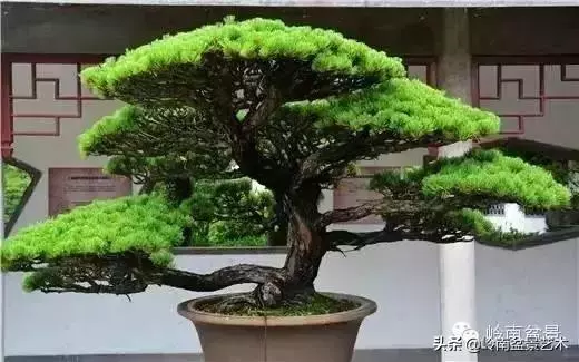 頂上功夫丨最常見的八種盆景結頂方式