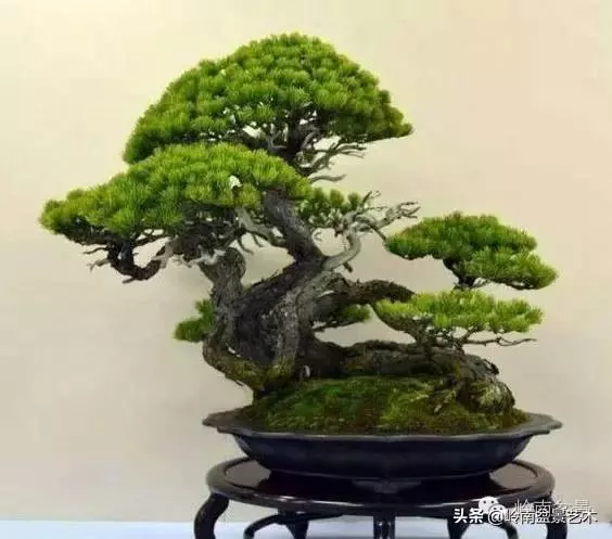 頂上功夫丨最常見的八種盆景結頂方式