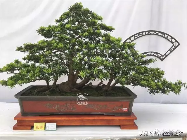 頂上功夫丨最常見的八種盆景結頂方式