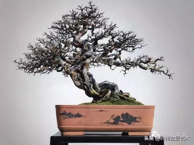 頂上功夫丨最常見的八種盆景結頂方式